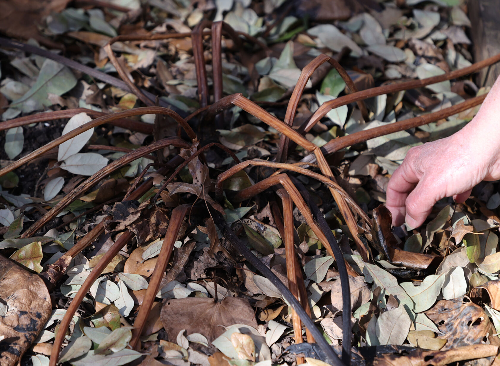 Dead Plants - leopard plant